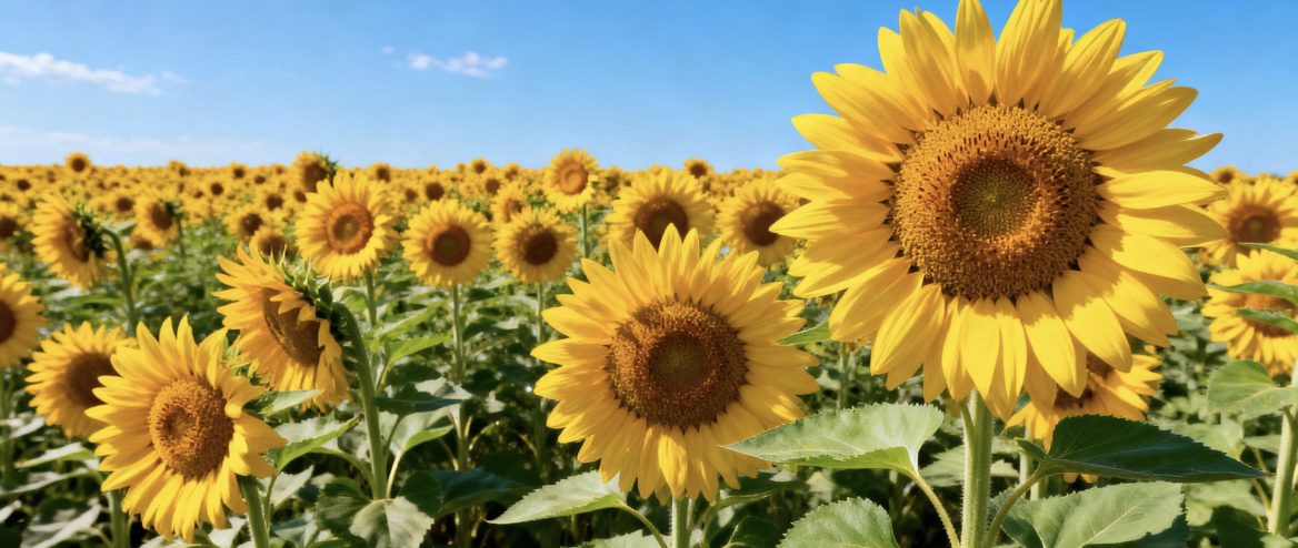 Agricultural Oils
